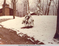 Tree line along the path to cabin
