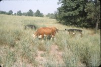 Cows in grassy field
