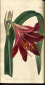 Mexican Lily, Amaryllis, Knight's Star Lily