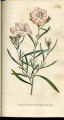 Narrow-leaved Convolvulus