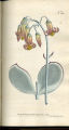Round-leaved Navel-wort