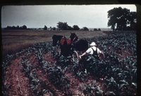 Farmer In Corn Field