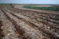 No-till and residue test in sod.