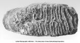 Pleistocene Fauna, Elephas imperator, grinding surface of molar found in Peyton Pit, Pisgah, Iowa, late 1890s or early 1900s