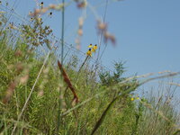 2007 Praying mantis on switchgrass