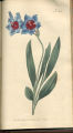 Red-blue Ixia