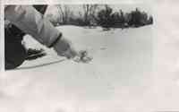 Man with mustache examines small pine tree in the snow