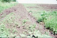 1986 Muddy fields