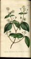 Pedunculated Plinia, Surinam Cherry, Stoppu