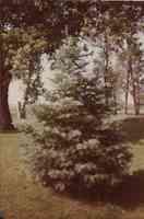 White Fir tree in Plymouth, County, Iowa