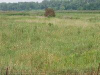 2007 Jack Strawhacker photos of grasses