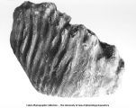 Pleistocene Fauna, Elephas imerator, side view of molar 5 (x 3/7), Peyton Pit, Pisgah, Iowa, late 1890s or early 1900s