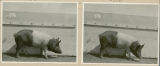 Experiment 326, representative pig #30B, 1930