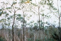 1987 Trees and grasses being planted