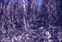 Dale Waters cornfield
