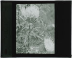Cirsium lanceolatum (Thistle)