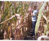 Boy in Cornfield