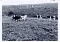 Wayne Meyer's dairy herd, 1967