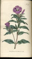Purple Oenothera