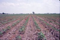 Dick Gholson no-till
