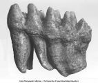 Pleistocene Fauna, cast of sixth mastodon molar, Burlington, Iowa, late 1890s or early 1900s