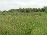 2007 Jack Strawhacker photos of food plots 