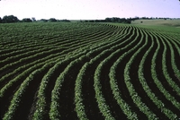 Contour crops.