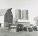 Cattle at the feed bunk, 1963