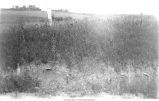 Sheet of gravel between loess and Kansan till, Iowa, late 1890s or early 1900s