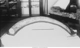 Pleistocene Fauna, large tusk with base, March 25, 1910