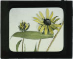 Rudbeckia hirta (Black-eyed Susan)