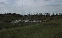 Wetland Restoration Project.