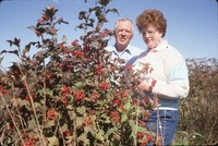 Windbreak on the farm of Don and Phyllis Conley.