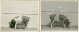 Experiment 326, representative pig #13B, 1930
