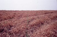 Dan McAllister no-till