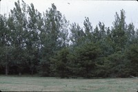 Windbreak on the Luetkeman farmstead.
