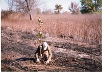 2002 Planting trees at Brockway LLLP 