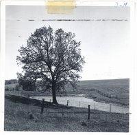Livestock pond on Alvin Kilburg land, 1963