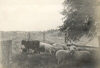 Farm Animals 
