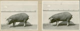 Experiment 315, representative pig #75, 1929