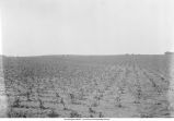 Topography of Iowan Drift area, Massilon Township, Iowa, July 18, 1925