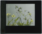 Bidens cernua (Stick-tight, smaller bur marigolds)