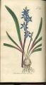 Byzantine Squill