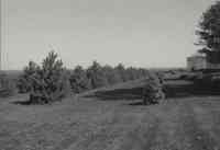 Pine Trees on the property of Fritz Dirksen in Plymouth County, Iowa