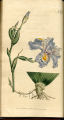 Chinese Iris, Flag, Fleur-de-lis, Sword Lily