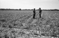 1978  No-till corn tour