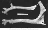 Pleistocene Fauna, late 1890s or early 1900s