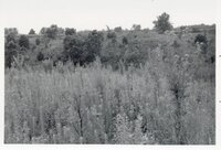 Scrub trees in pasture