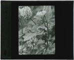 Trifolium hybridum (Alsike clover)