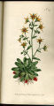 Saffron-coloured Saxifrage,Saxifrage